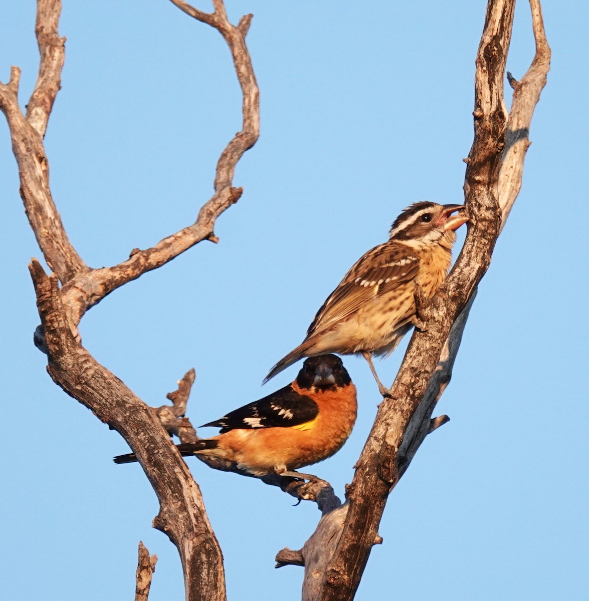 Black-headed Grosbeak - ML638385456
