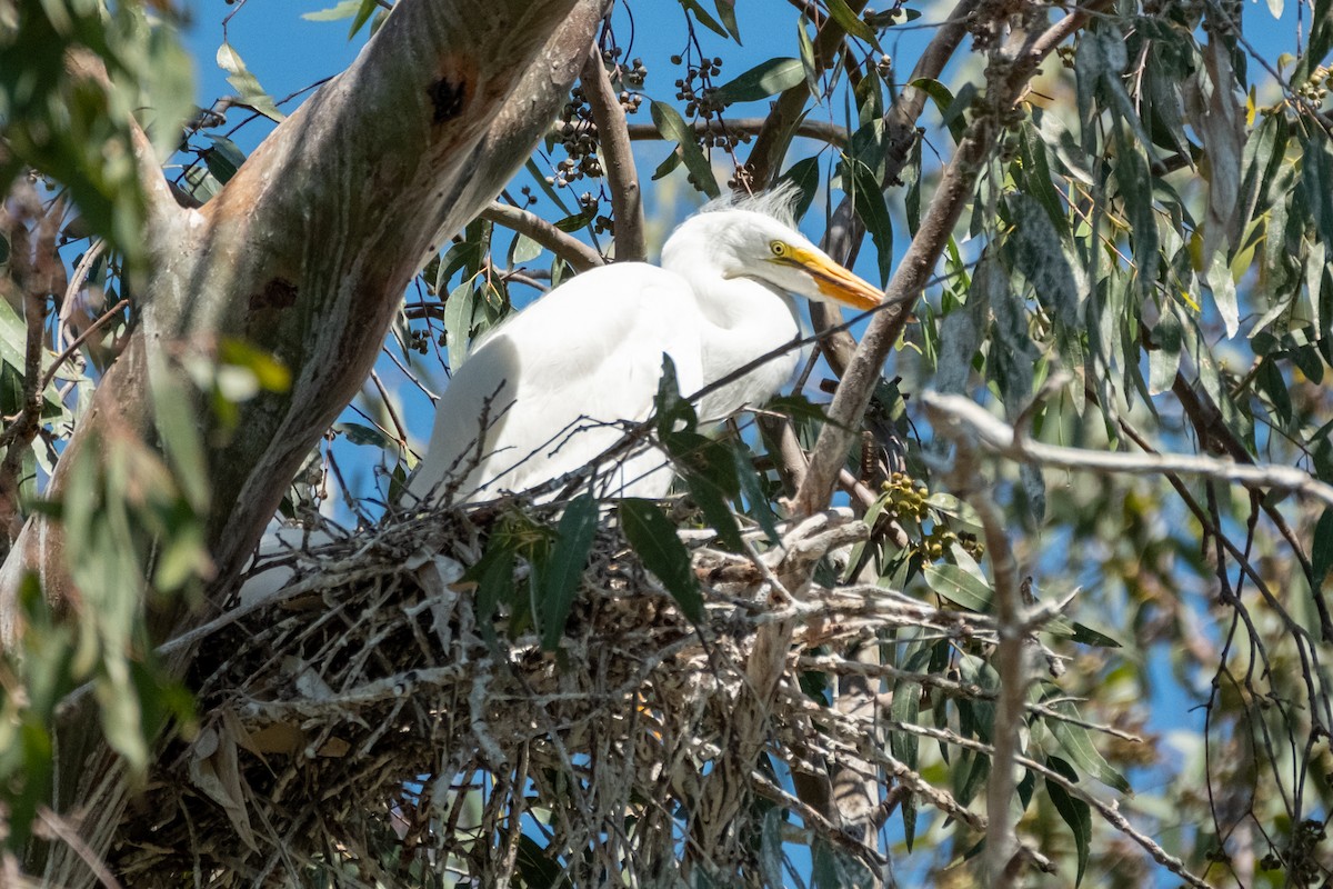 Snowy Egret - ML638385457