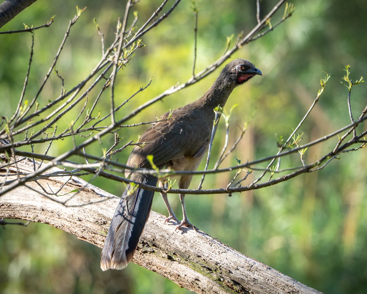 Plain Chachalaca - ML638385458