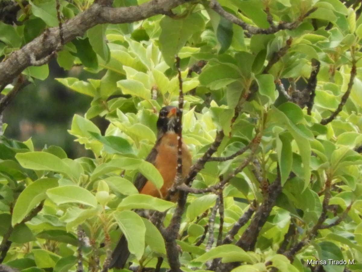 American Robin - ML638385459