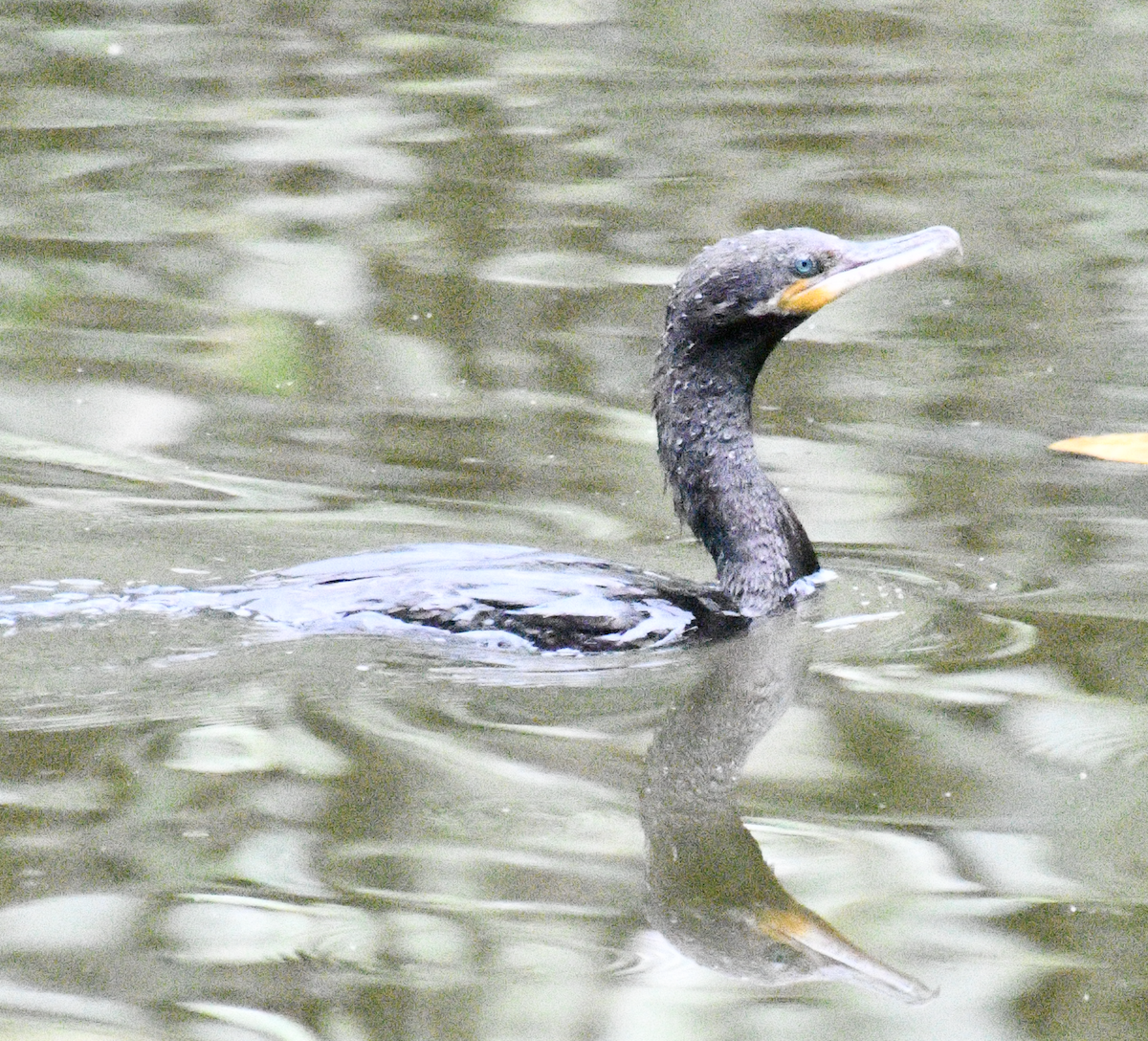 Cormoran vigua - ML638385463