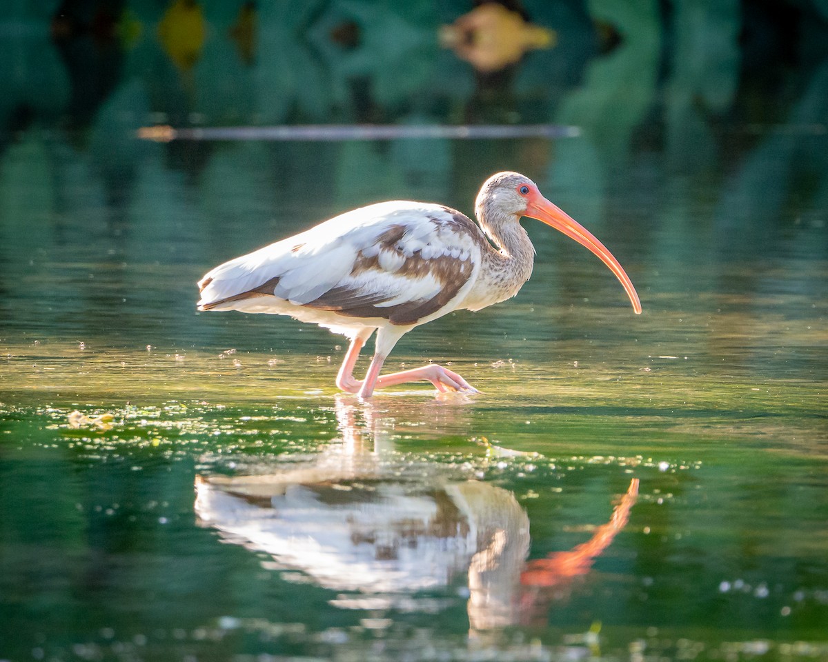 Ibis blanc - ML638385465