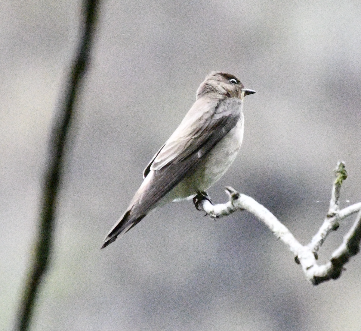 Hirondelle à gorge rousse - ML638385476