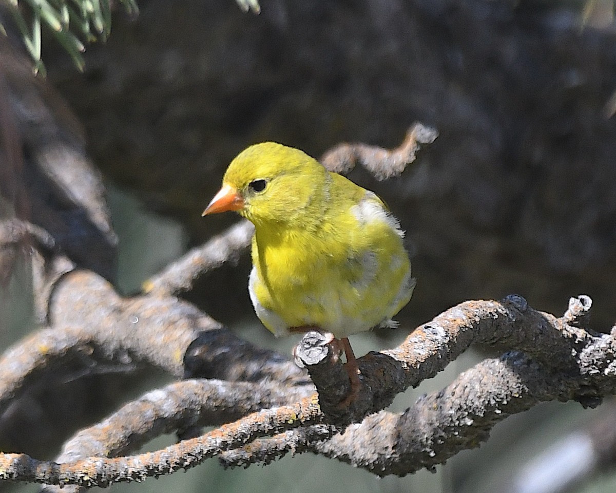 American Goldfinch - ML638385499