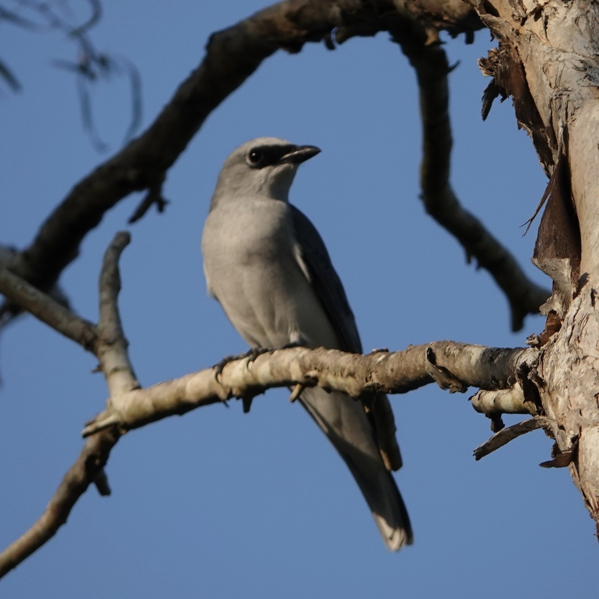 White-bellied Cuckooshrike - ML638385505