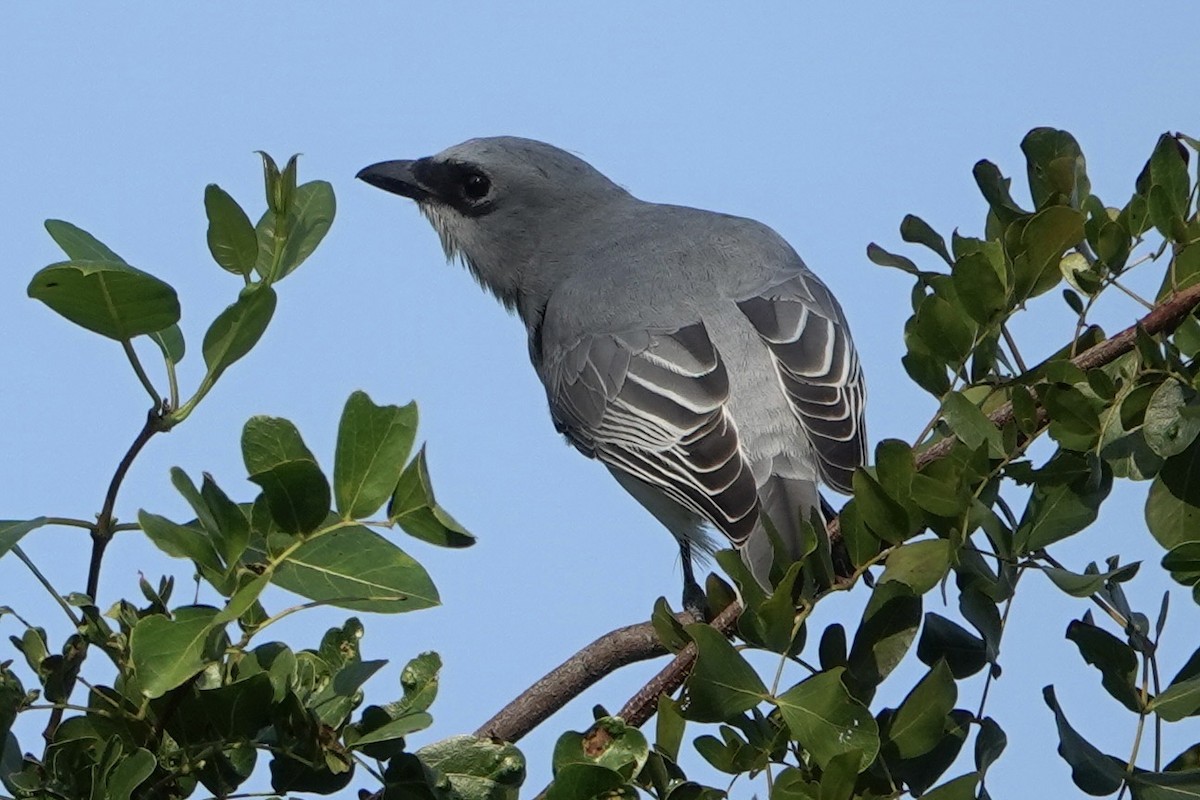 White-bellied Cuckooshrike - ML638385506