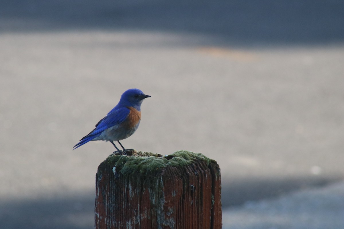 Western Bluebird - ML638385528