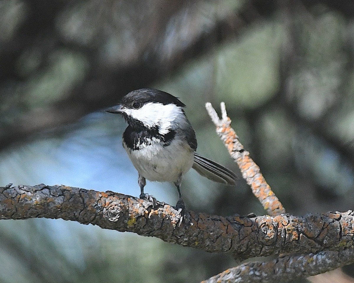 Black-capped Chickadee - ML638385531