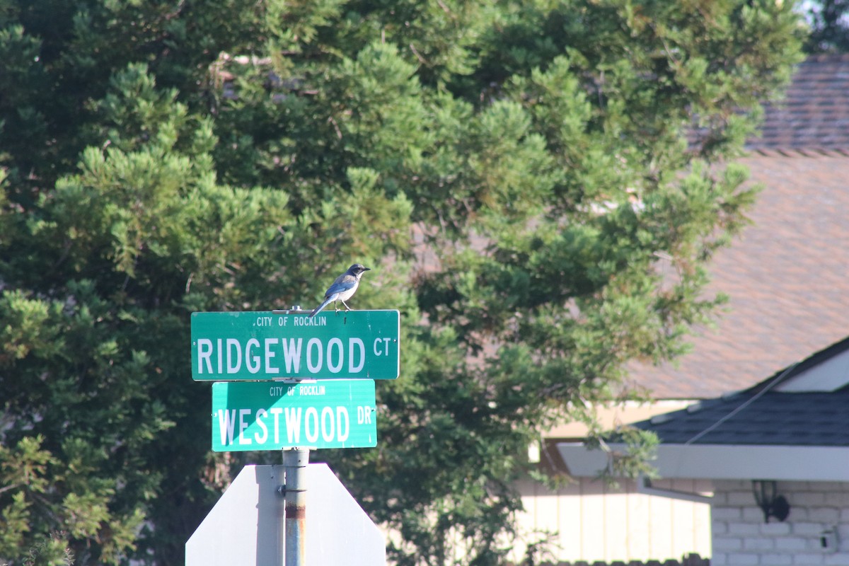 California Scrub-Jay - ML638385532