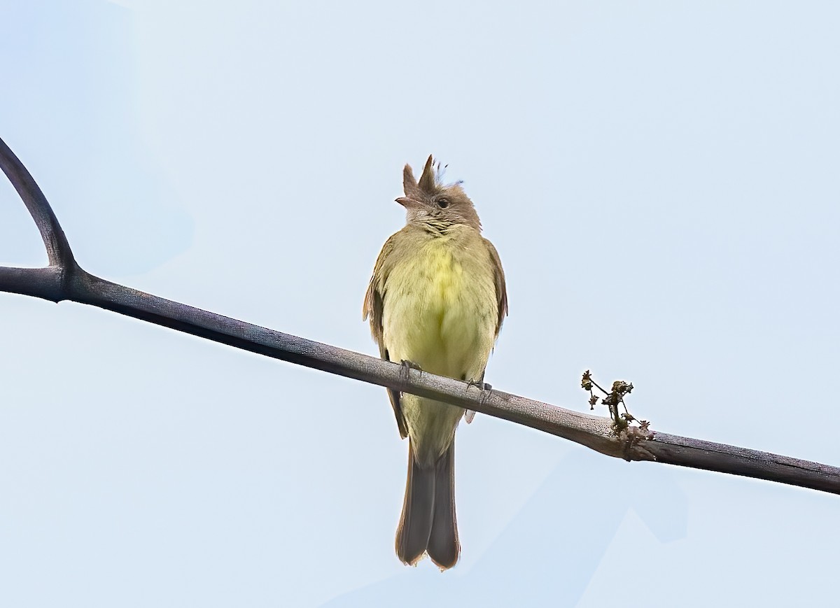 Mottle-backed Elaenia - ML638385537