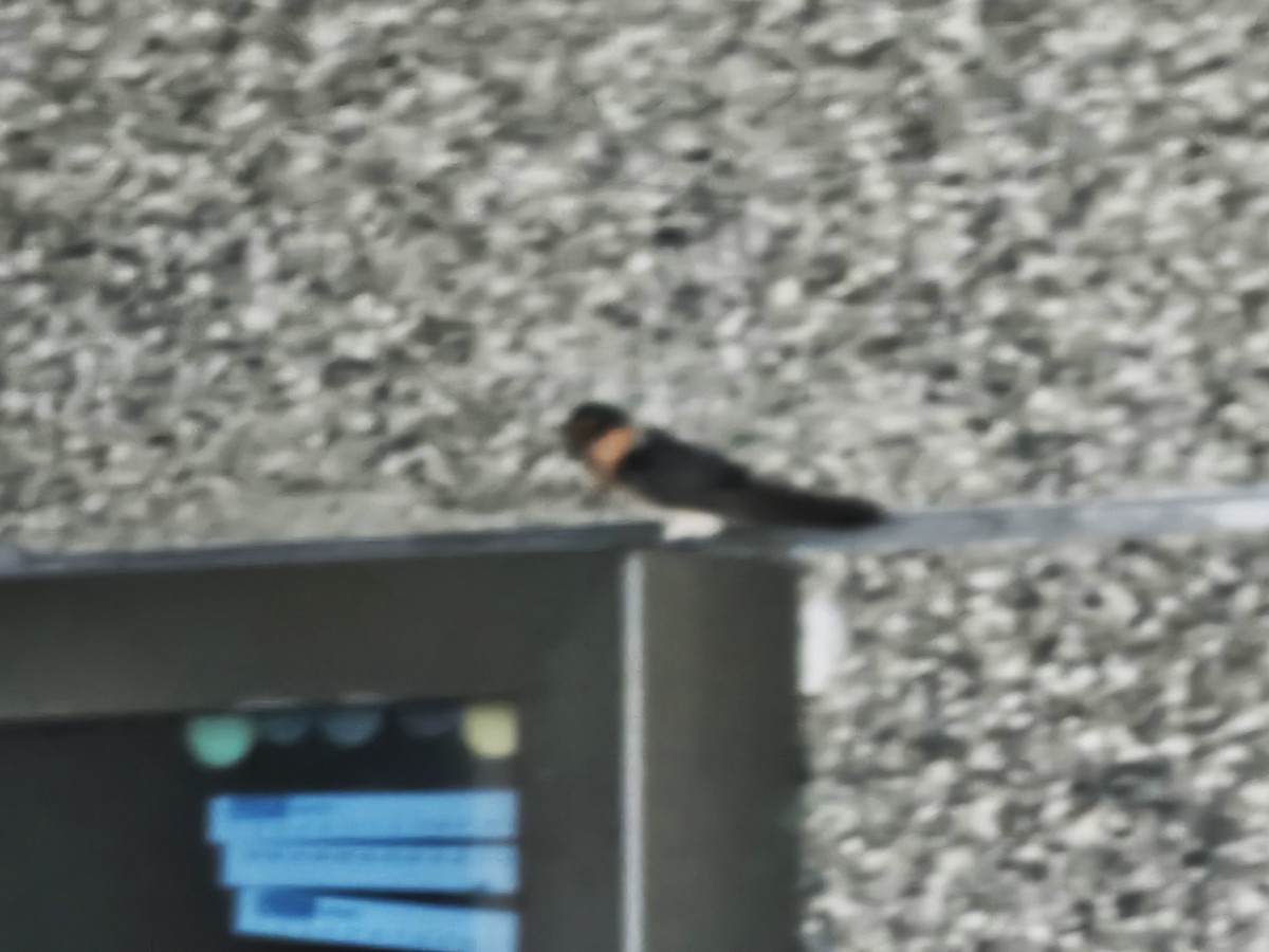 Pacific Swallow - ML638385538