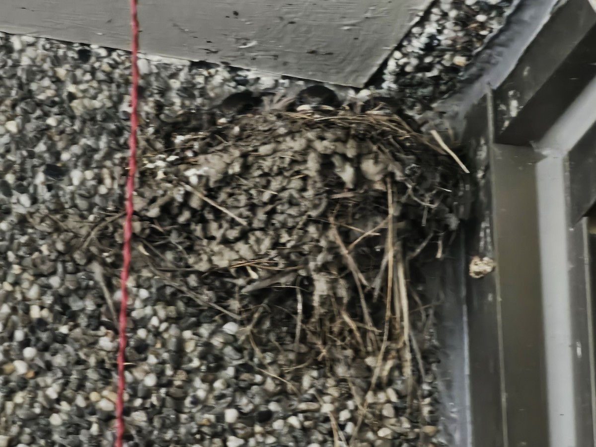Pacific Swallow - ML638385549