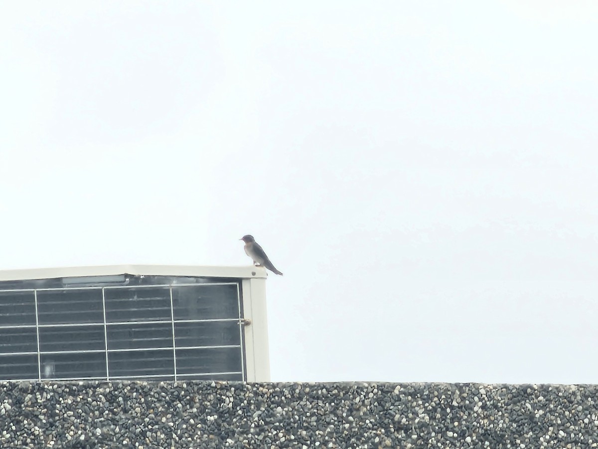 Pacific Swallow - ML638385555