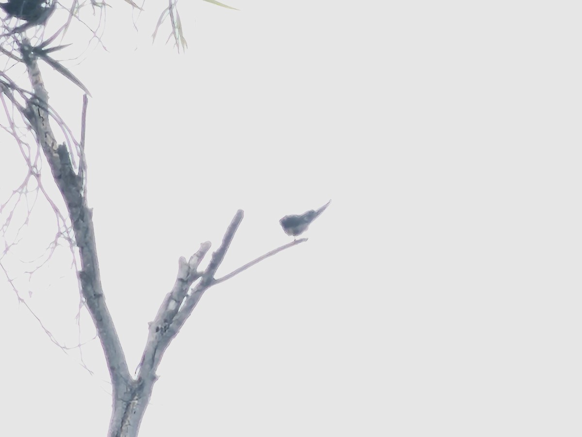 Pacific Swallow - ML638385556