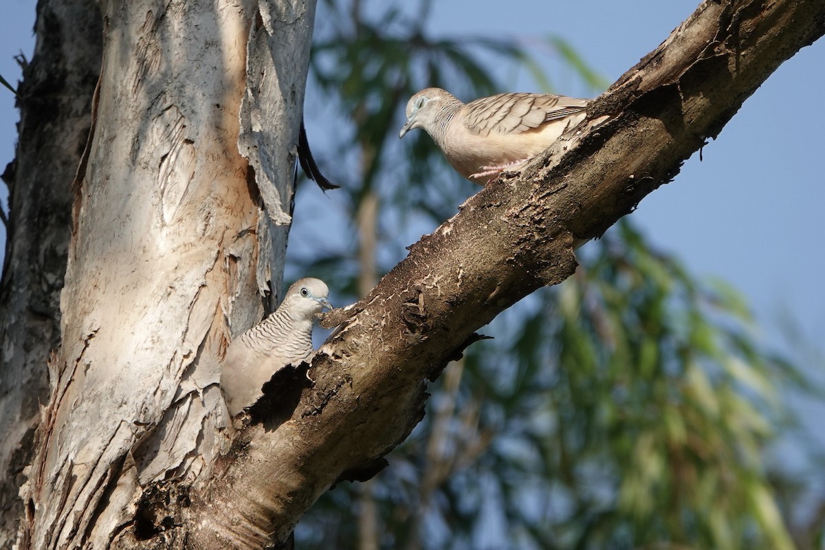 Peaceful Dove - ML638385558