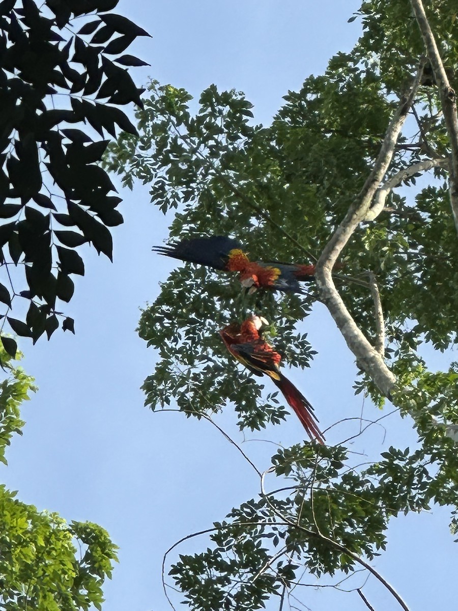 Scarlet Macaw - ML638385562