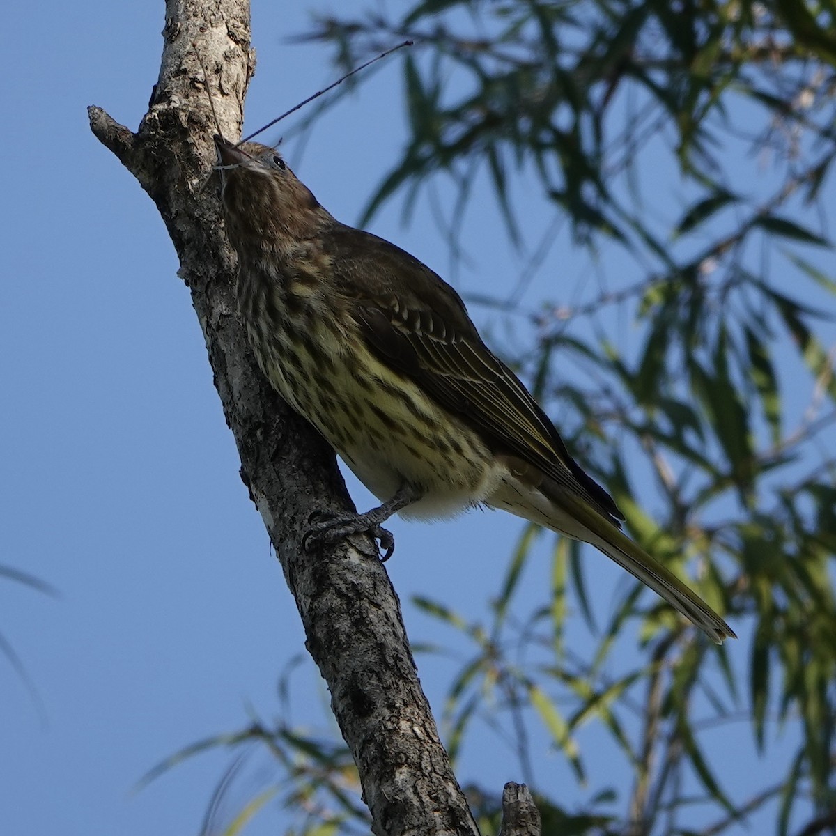 Australasian Figbird - ML638385563