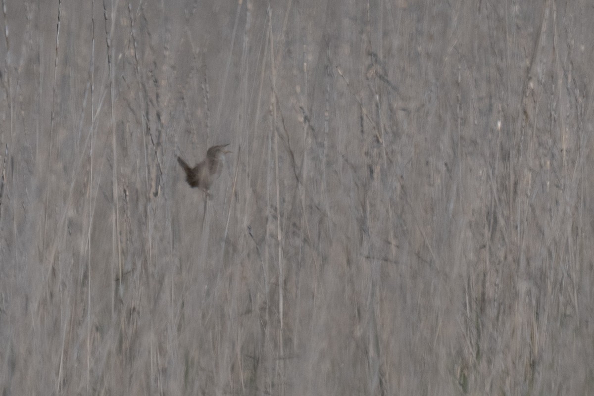 Sedge Wren - ML638385590