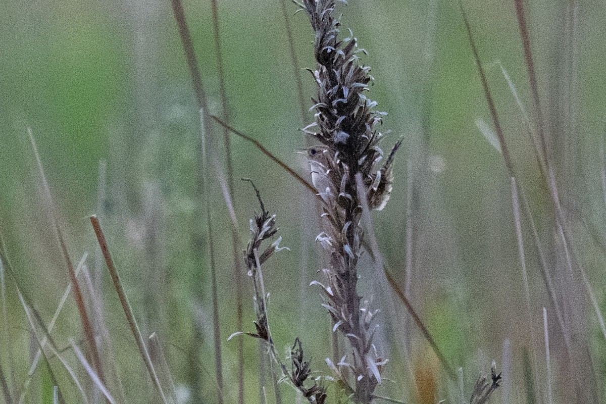 Sedge Wren - ML638385591
