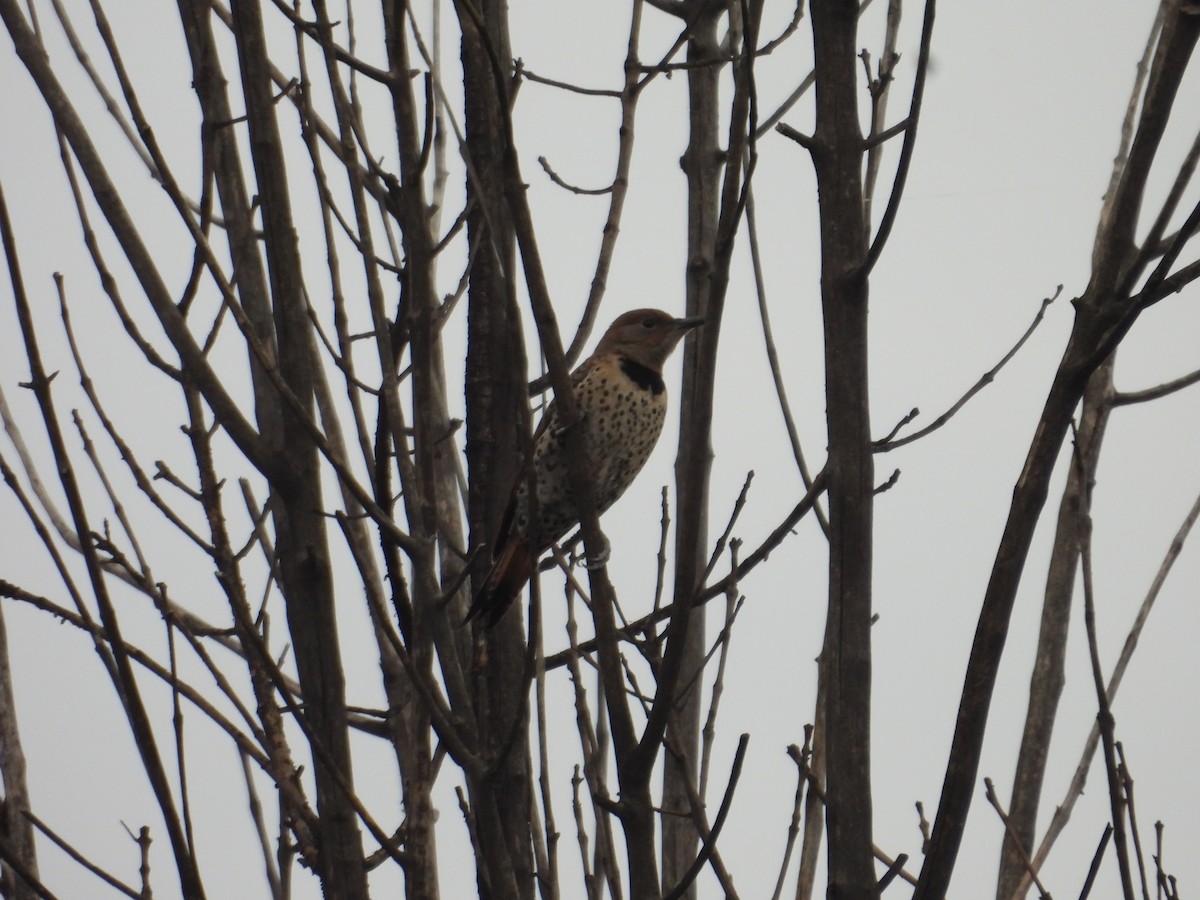 Northern Flicker - ML638385596