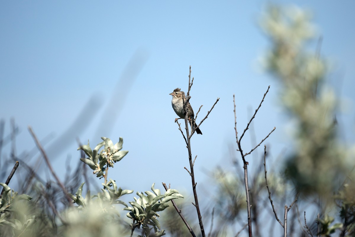Brewer's Sparrow - ML638385598