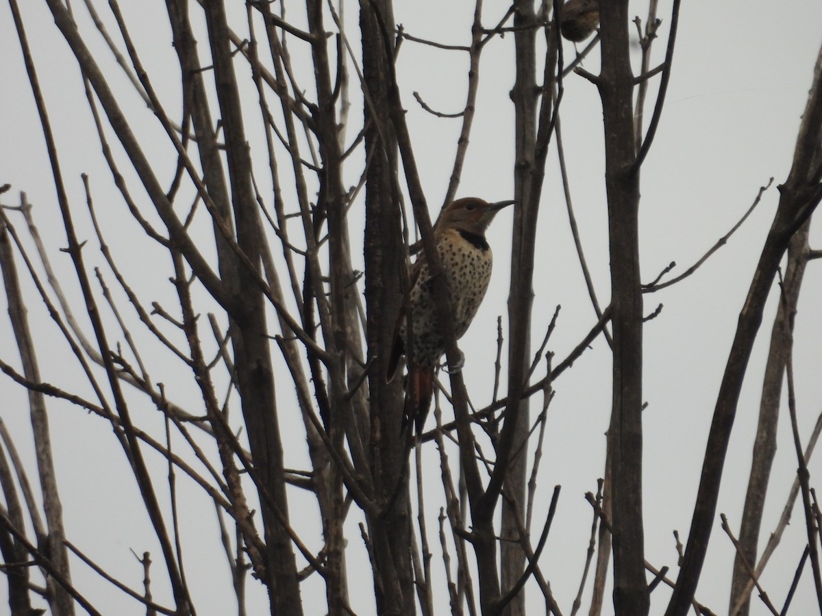 Northern Flicker - ML638385603