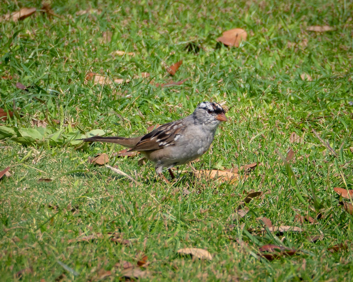White-crowned Sparrow - ML638385604