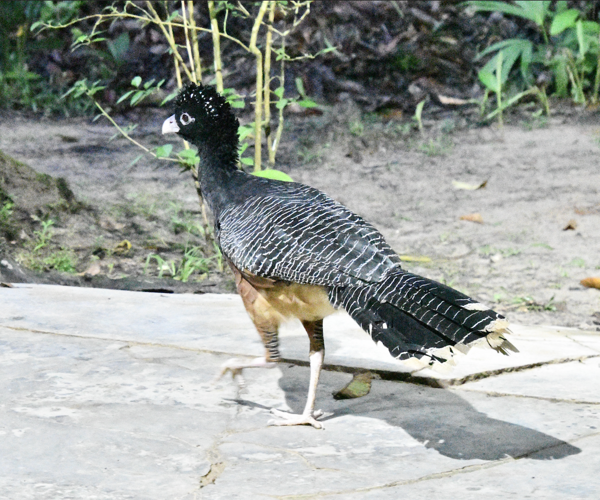 Blue-billed Curassow - ML638385605