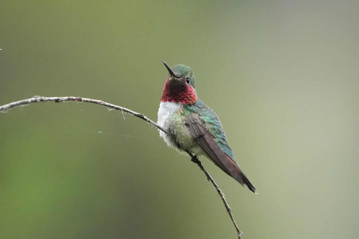 Broad-tailed Hummingbird - ML638385606