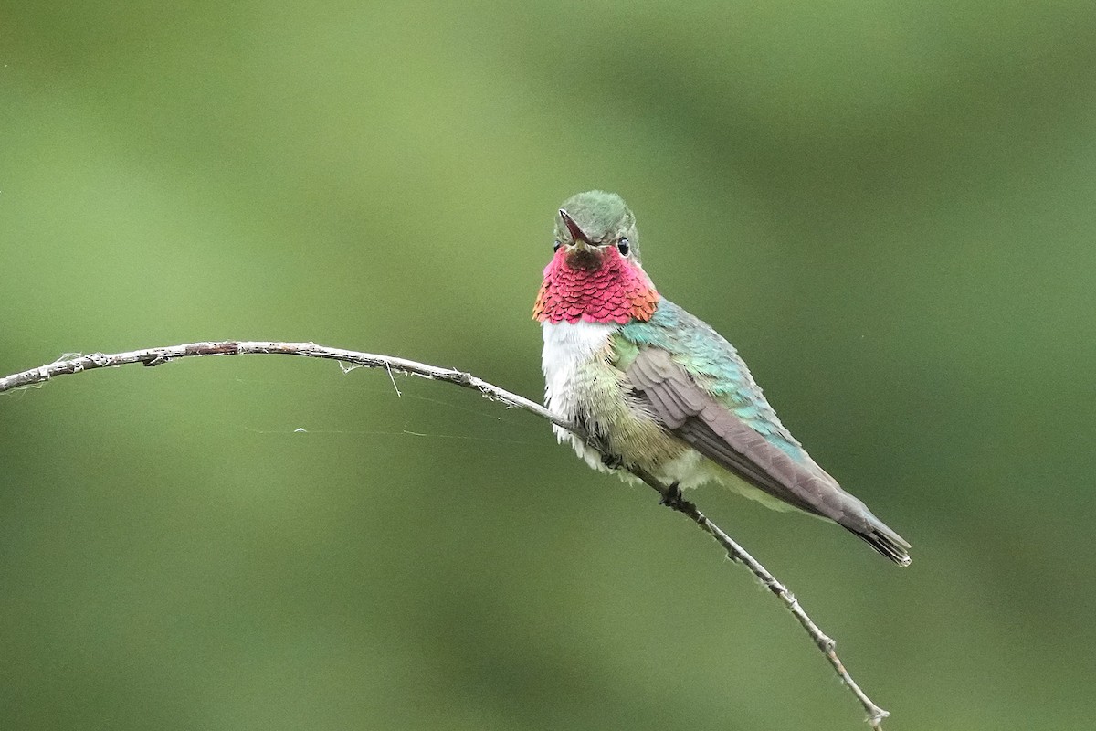 Broad-tailed Hummingbird - ML638385607