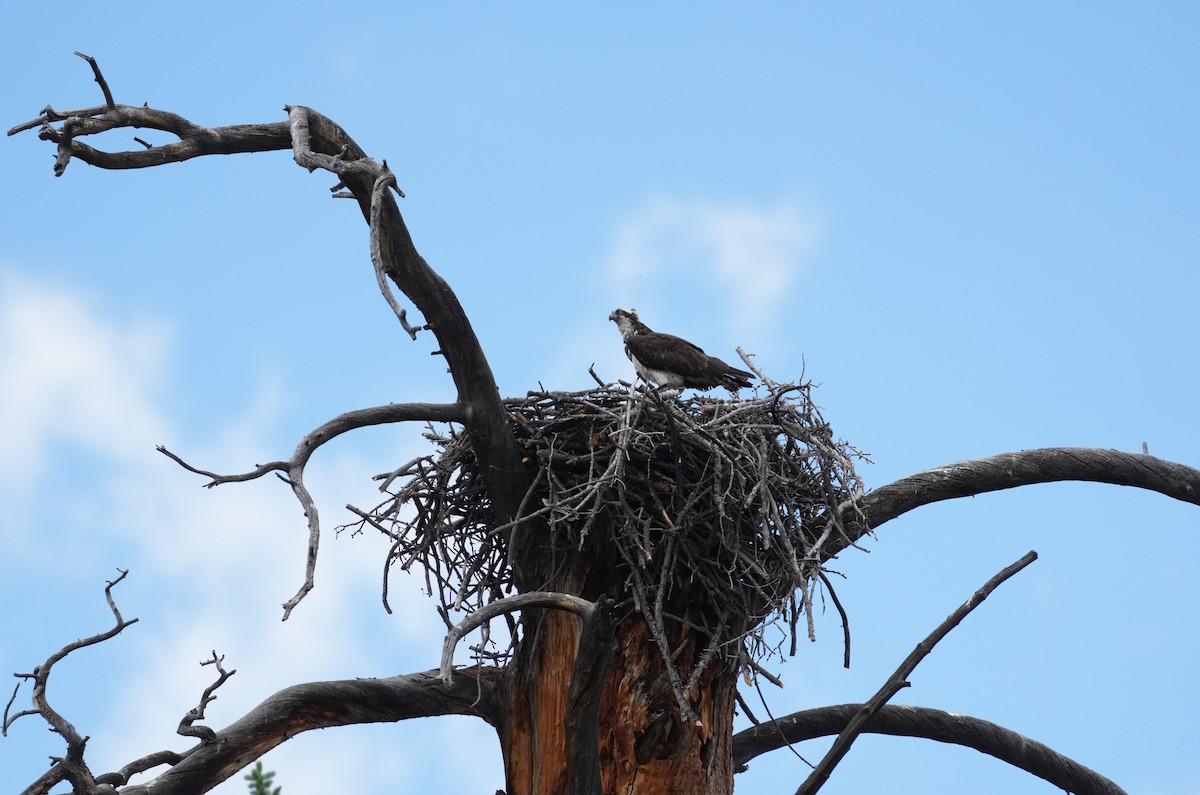 Osprey - ML638385610