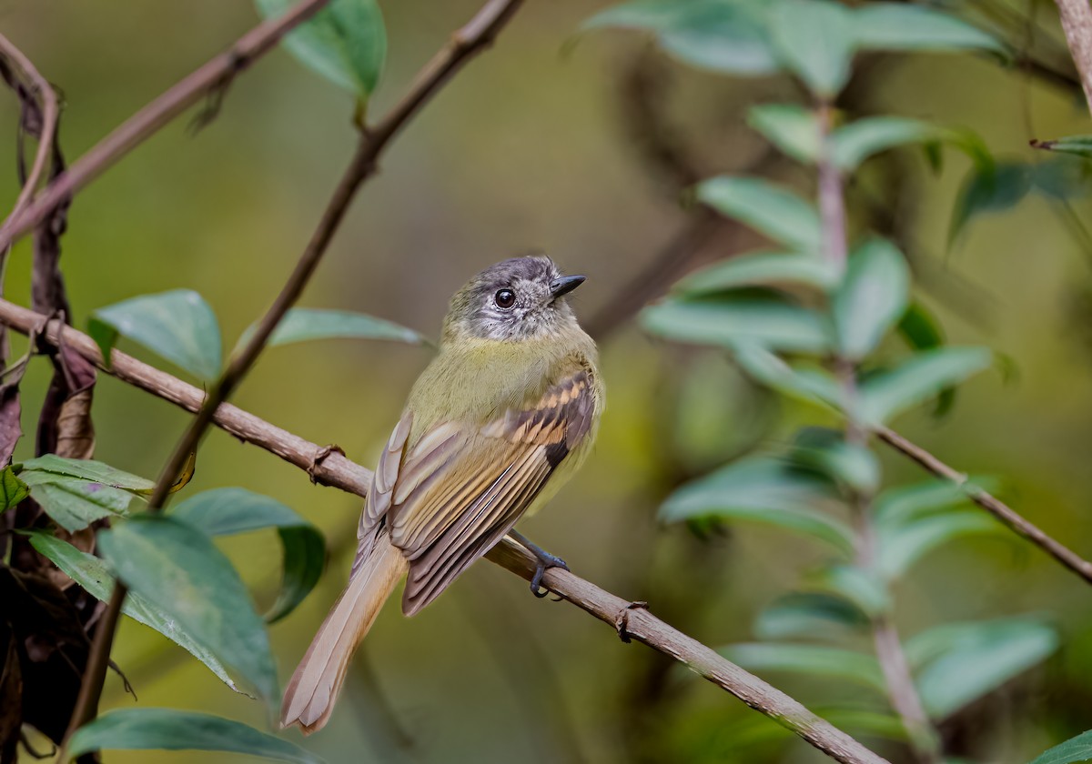 Sepia-capped Flycatcher - ML638385611