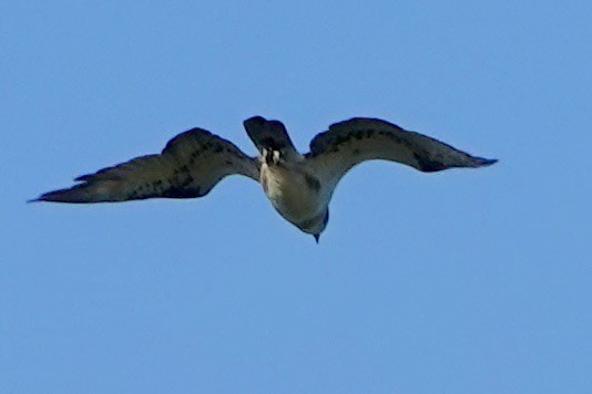 Osprey - ML638385613