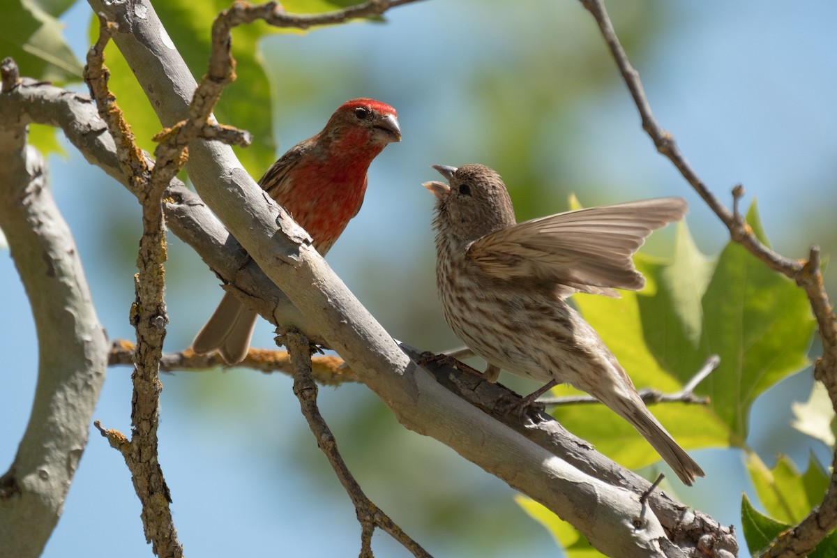 House Finch - ML638385615