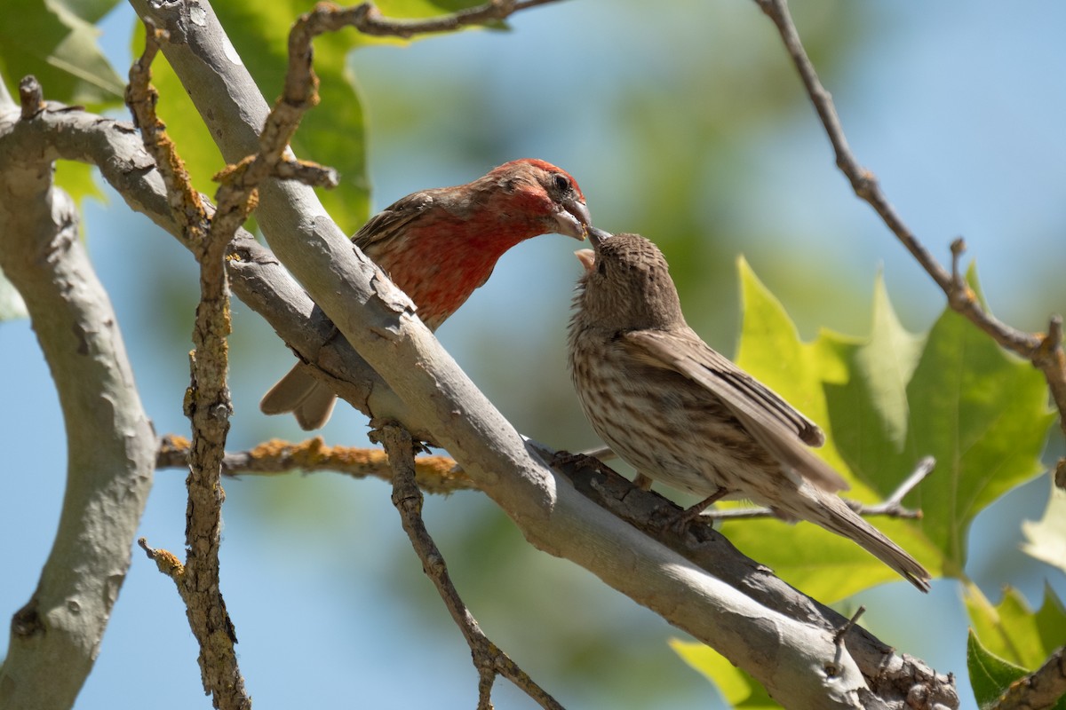 House Finch - ML638385616
