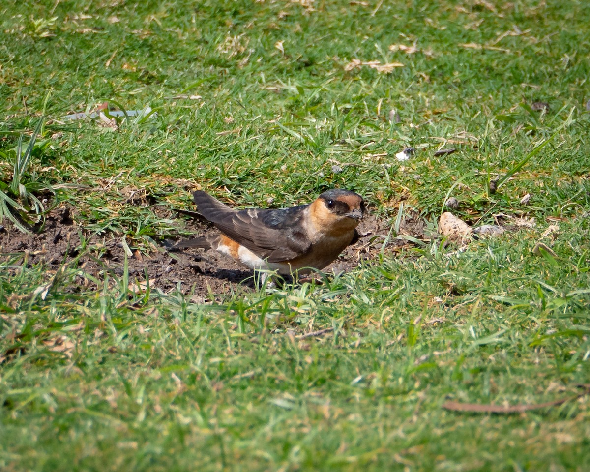 Cave Swallow - ML638385618