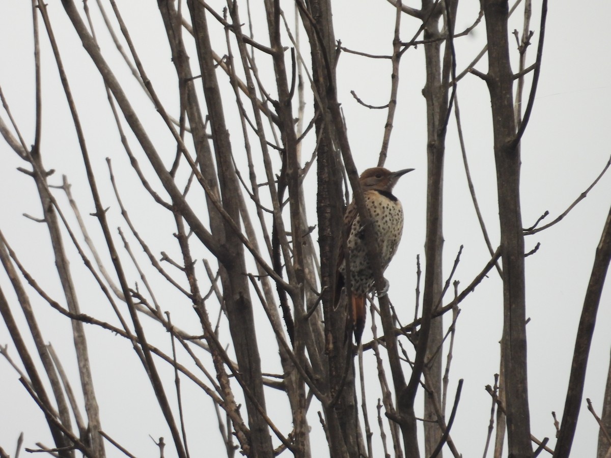 Northern Flicker - ML638385620