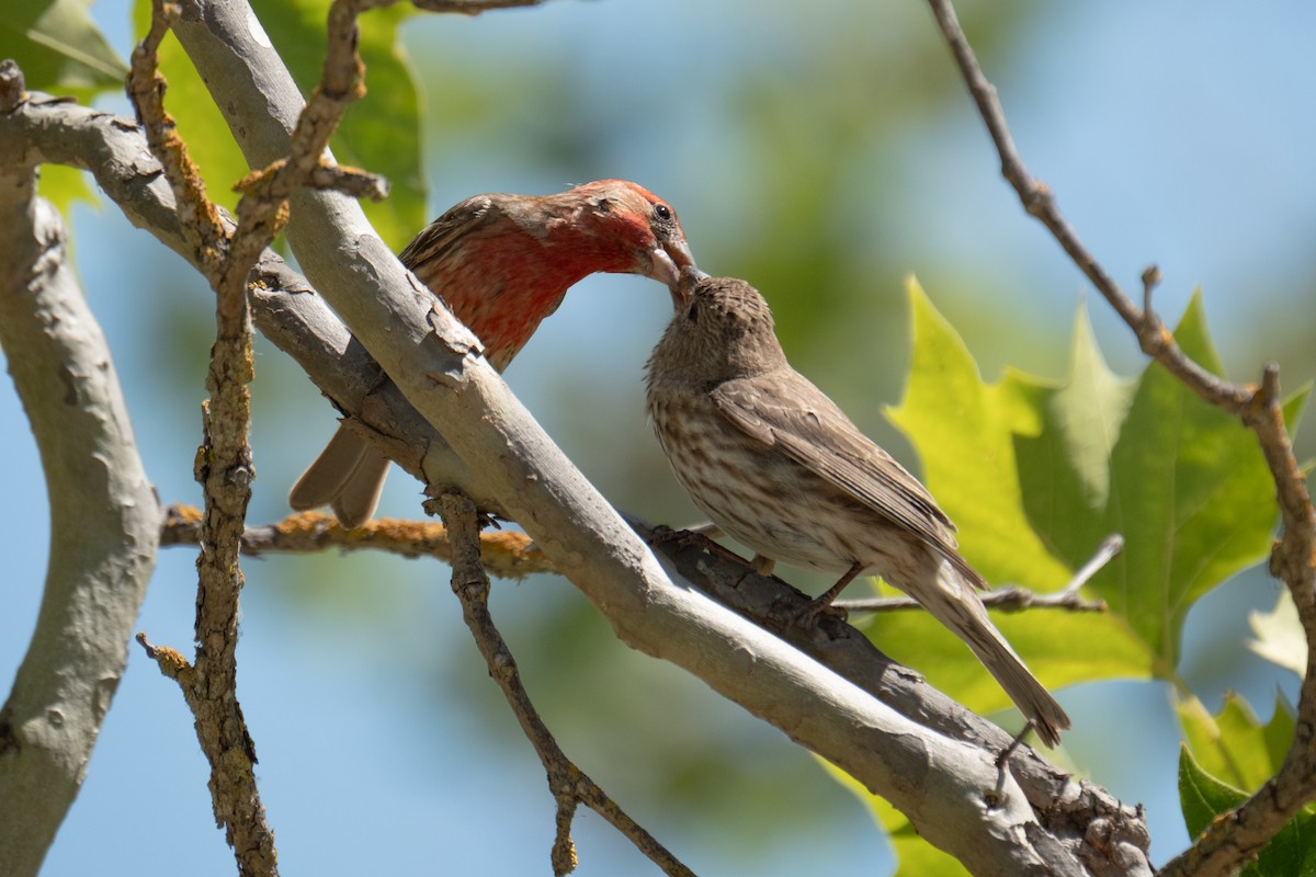 House Finch - ML638385621