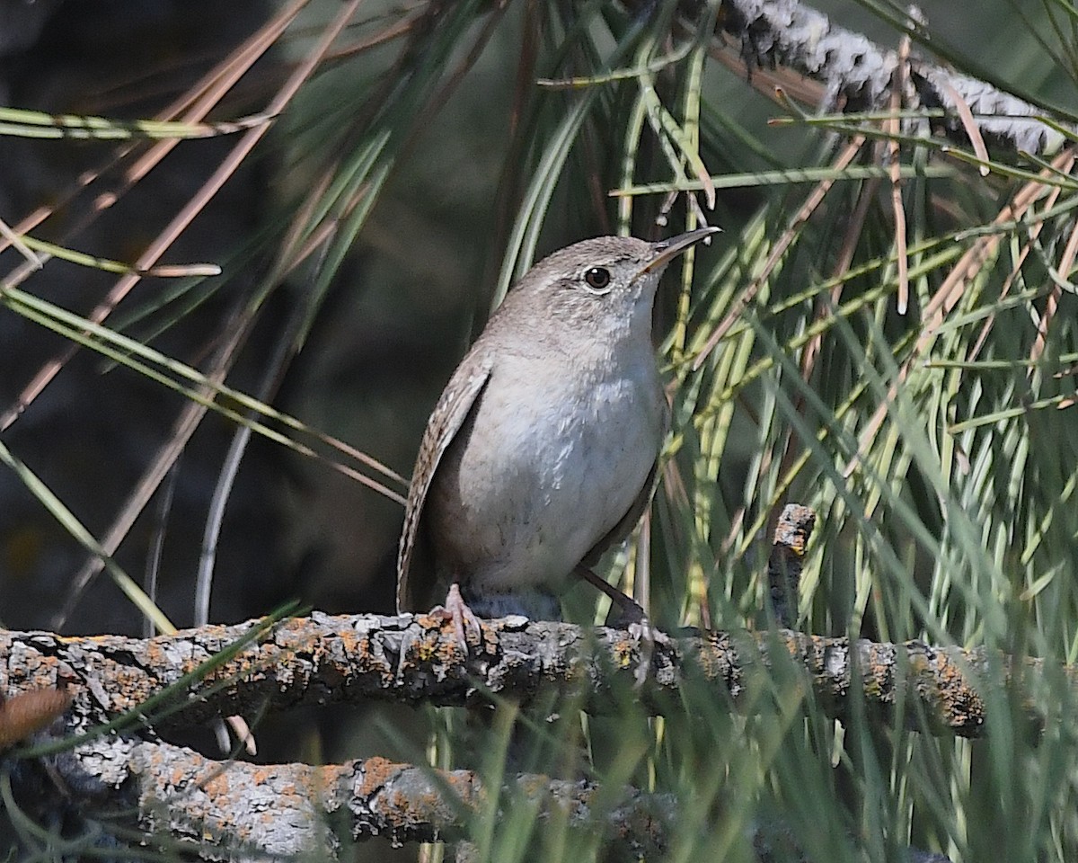Northern House Wren - ML638385658