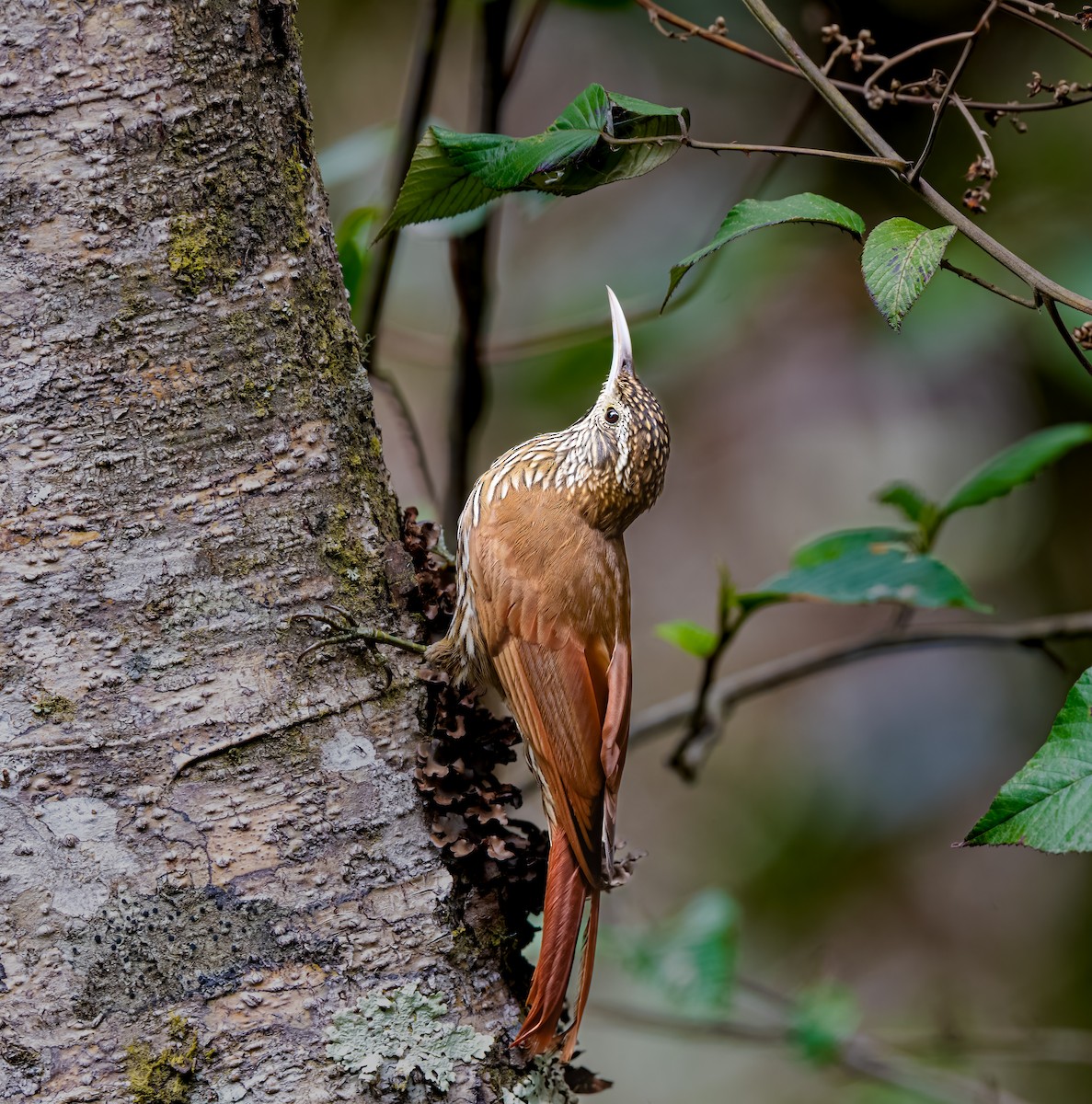 Montane Woodcreeper - ML638385670