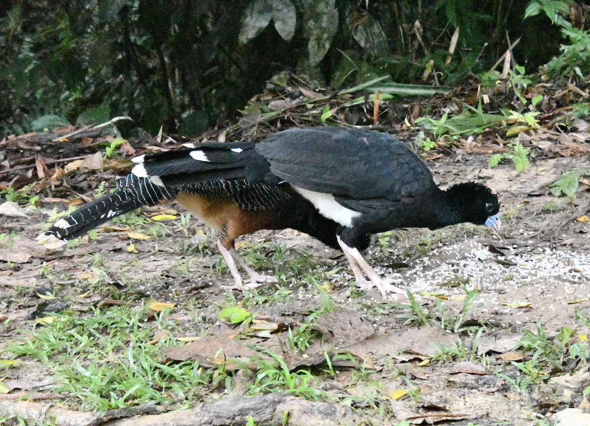 Blue-billed Curassow - ML638385686