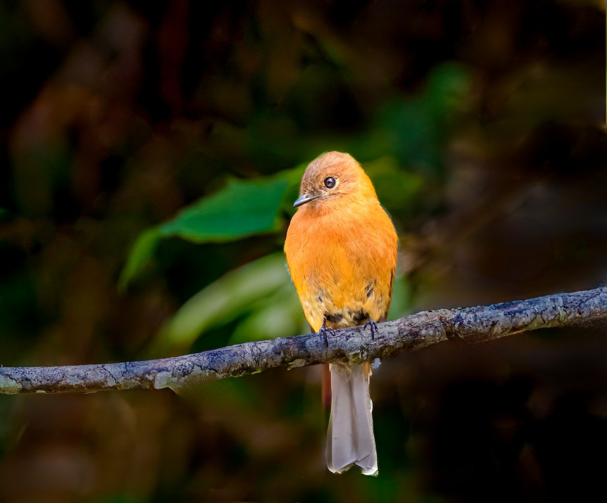 Cinnamon Flycatcher - ML638385690