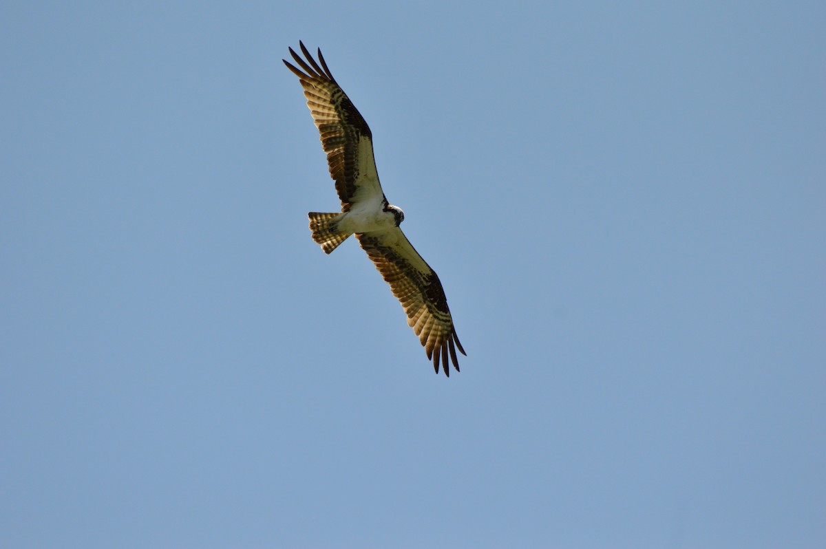 Osprey - ML638385692