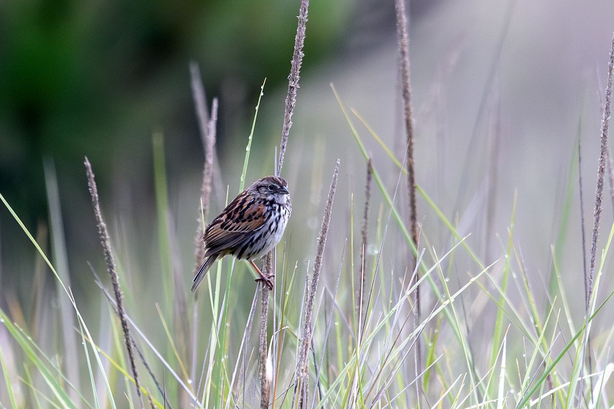 Sierra Madre Sparrow - ML638385695