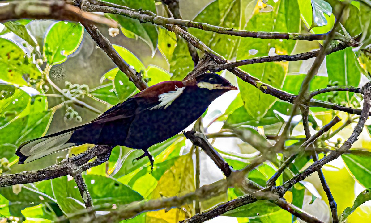 White-eared Solitaire - ML638385696