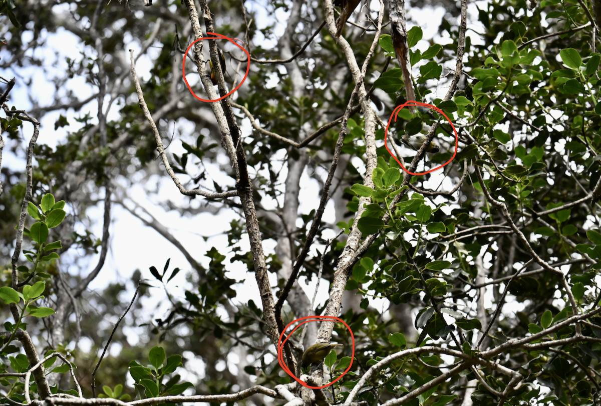 Akiapolaau - ML638385697