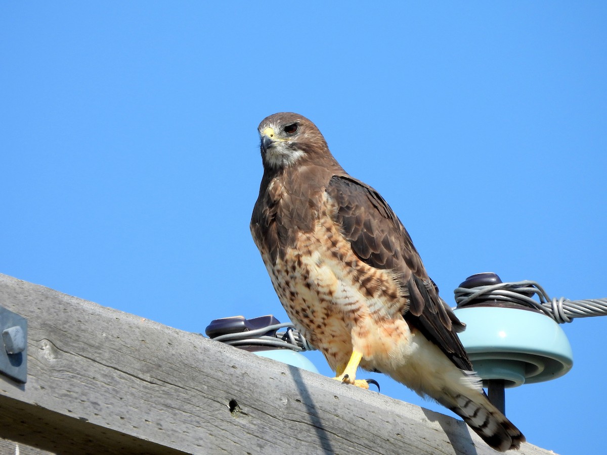 Swainson's Hawk - ML638385701