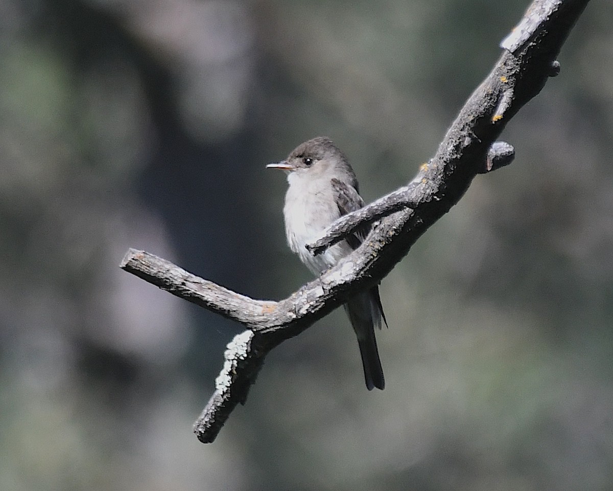 Western Wood-Pewee - ML638385703