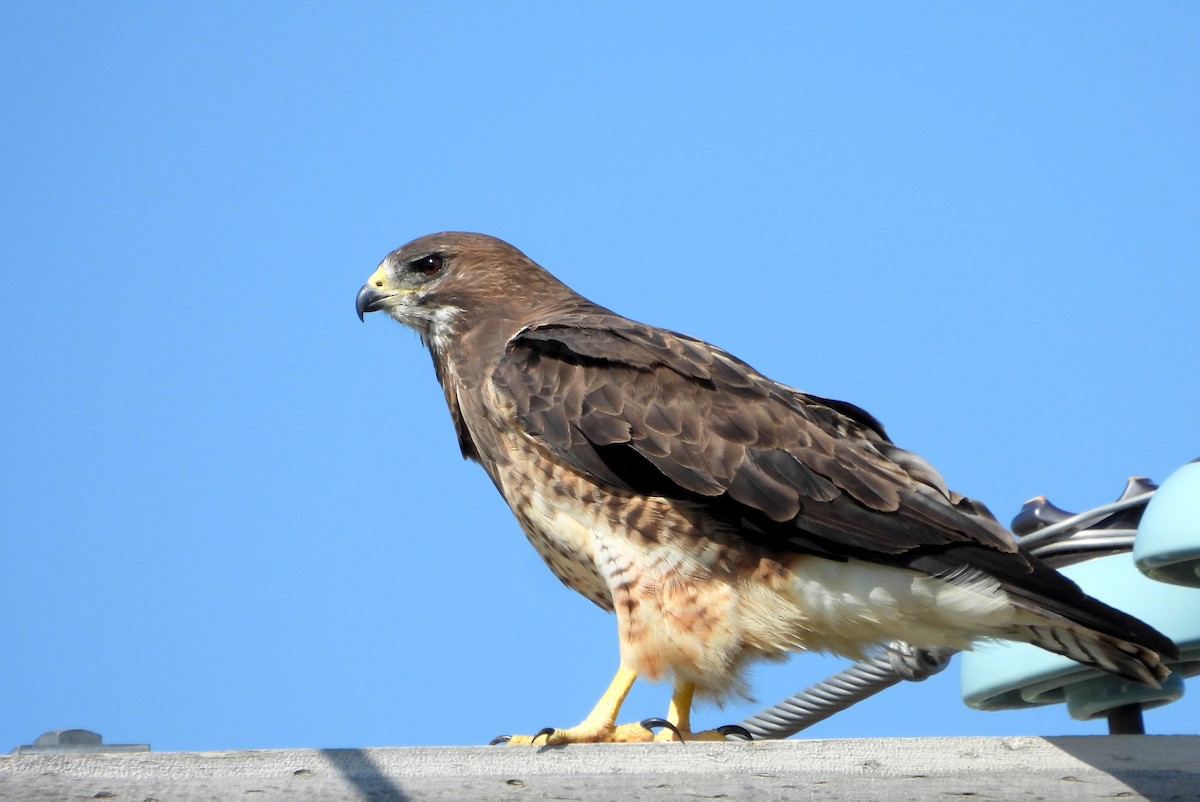 Swainson's Hawk - ML638385704