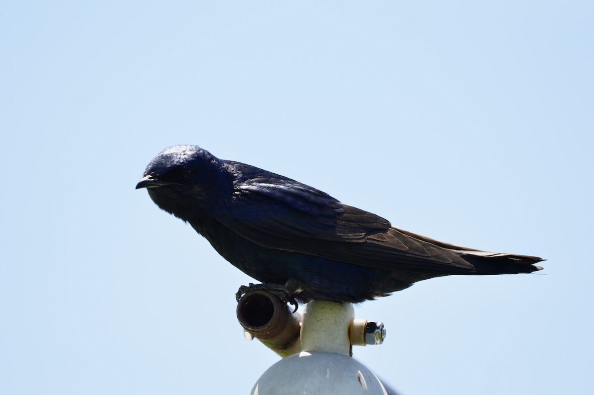 Purple Martin - ML638385705
